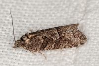 Cnephasia cupressivorana