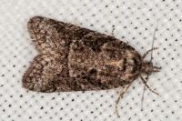 Cnephasia cupressivorana