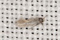 Elachista dispunctella