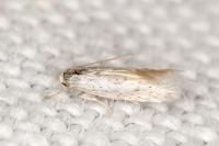 Elachista dispunctella