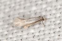 Elachista dispunctella