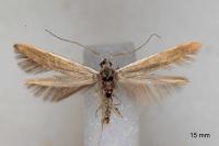 Coleophora albella