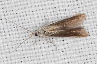 Coleophora albella