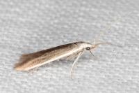 Coleophora albella