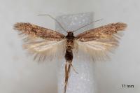 Oxypteryx plumbella