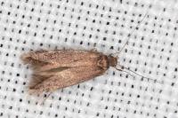 Oxypteryx plumbella