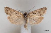 Cnephasia cupressivorana