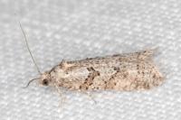 Cnephasia cupressivorana