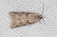 Cnephasia cupressivorana