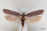 Neofaculta ericetella