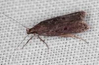 Neofaculta ericetella