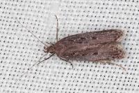 Neofaculta ericetella