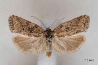 Cnephasia communana