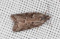 Cnephasia communana