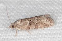 Cnephasia communana