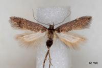 Oxypteryx immaculatella