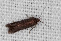 Oxypteryx immaculatella