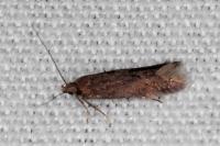 Oxypteryx immaculatella