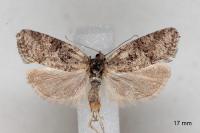 Cnephasia cupressivorana