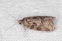 Cnephasia cupressivorana