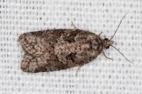 Cnephasia cupressivorana