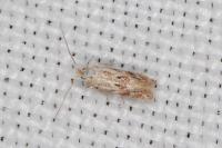 Bucculatrix bechsteinella