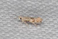 Bucculatrix bechsteinella