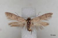 Blastobasis phycidella
