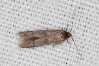 Blastobasis phycidella