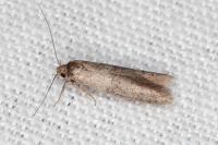 Blastobasis phycidella