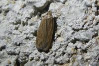 Depressaria