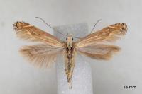 Isophrictis anthemidella