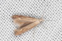 Isophrictis anthemidella