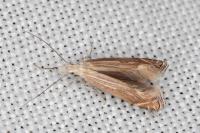 Isophrictis anthemidella