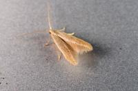 Coleophora flavipennella