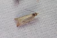 Bactra lancealana