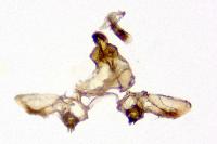 Bactra lancealana