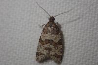 Isotrias rectifasciana