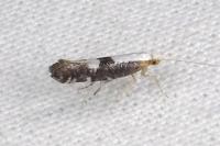 Argyresthia spinosella
