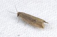 Bactra