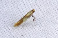 Caloptilia