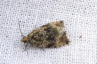 Celypha lacunana