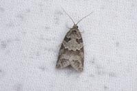 Cnephasia