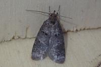 Luquetia lobella