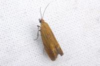 Lathronympha strigana