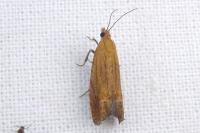 Lathronympha strigana