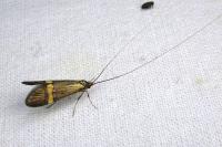 Nemophora degeerella