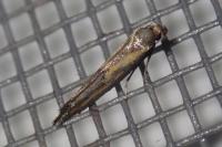Ochromolopis ictella