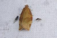 Pandemis cinnamomeana