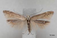 Isophrictis anthemidella
